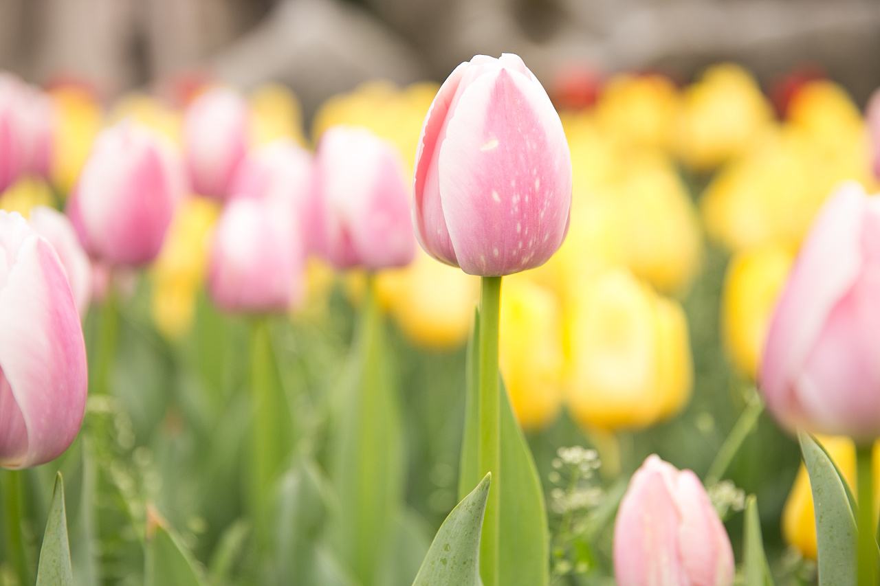 timg (1).jpg timg (1).jpg